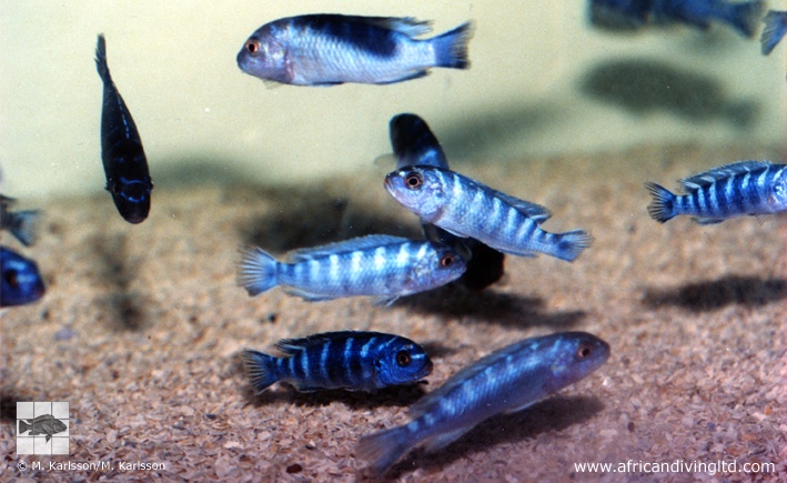 Chindongo sp. 'demasoni mozambique'